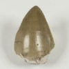 Rutiodon tenuis - Image 2
