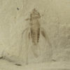 Pronemobius smithii - Image 2