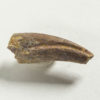 Unidentified theropod claw - Image 2