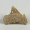 Deformed Shark Tooth &#8211; Otodus obliquus, The Natural Canvas