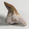 Deformed Shark Tooth &#8212; Otodus obliquus, The Natural Canvas