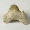 Deformed Shark Tooth &#8212; Otodus obliquus, The Natural Canvas