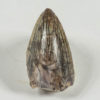 Rutiodon sp. - Image 2