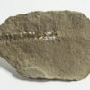 Euphoberia anguilla - Image 2