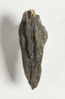 Carpolithus sp. -- Silicified seed