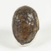 Trigonocarpus sp. - Image 2