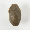 Trigonocarpus sp. - Image 2