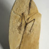 Sharovipteryx mirabilis  (Cast), The Natural Canvas