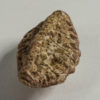 Archosaur dermal armor (Scutes) - Image 2