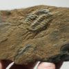 Selenopeltis inermis - Image 4
