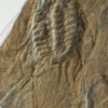 Selenopeltis inermis, The Natural Canvas