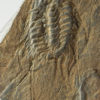 Selenopeltis inermis - Image 3