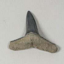 Negaprion eurybathrodon