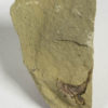 Cornute echinoderm - Image 2