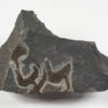 British Cornute echinoderm - Galliaecystis - Image 2