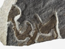 British Cornute echinoderm - Galliaecystis