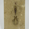 Softbodied squid &#8211; Trachyteuthis sp., The Natural Canvas