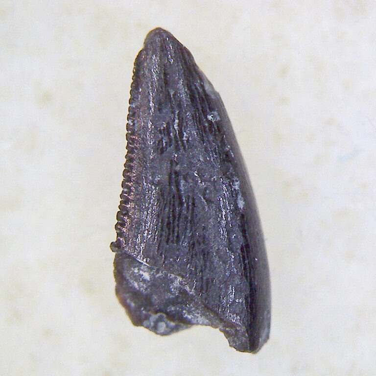 Velociraptorine