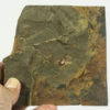 Cothurnocystis sp. - Image 4