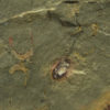 Cothurnocystis sp., The Natural Canvas