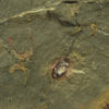 Cothurnocystis sp. - Image 3