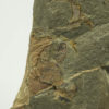Cothurnocystis sp. - Image 2