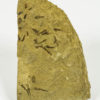 Echinoderms - Image 2