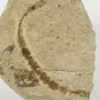 Predatory Worm &#8211; Eunicites diopatroides, The Natural Canvas