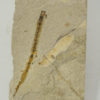 Bobbit Worm &#8211; Eunicites diopatroides, The Natural Canvas