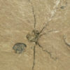 Gogia longidactylus - Image 2