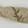 Conifer branch with cones - Image 2