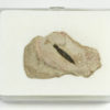New to science! - Dakorhachis from the Cambrian of Utah - Image 3