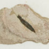 New to science! - Dakorhachis from the Cambrian of Utah - Image 2