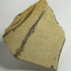 Clausocaris lithographica - Image 2
