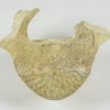 Kentridon sp. - Image 3