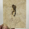 Fossil squid -- Trachyteuthis - Image 2