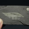 Leanchoilia superlata - Image 2