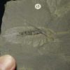 Leanchoilia superlata - Image 2