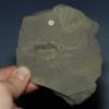 Leanchoilia superlata - Image 3