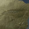 Leanchoilia superlata - Image 2
