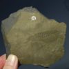Leanchoilia superlata - Image 3