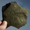 Leanchoilia superlata - Image 4