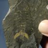 Leanchoilia superlata - Image 2