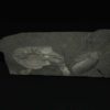 Canadaspis perfecta - Image 3