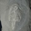 Canadaspis perfecta - Image 2