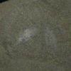 Pollingeria grandis - Image 2