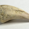 Theropod claw - Image 2