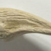 Theropod claw, The Natural Canvas