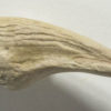 Theropod claw - Image 2