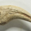 Theropod claw - Image 2